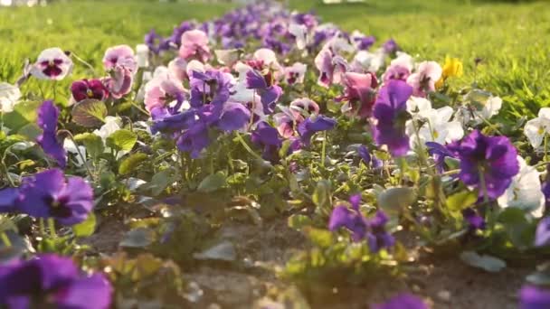 Flowerbed Purple Pansies Sways Wind Sun Harsh Light Landscape Design — Stock Video