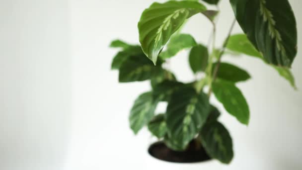 Calatheas Reine Maui Une Plante Intérieur Sur Fond Blanc Une — Video