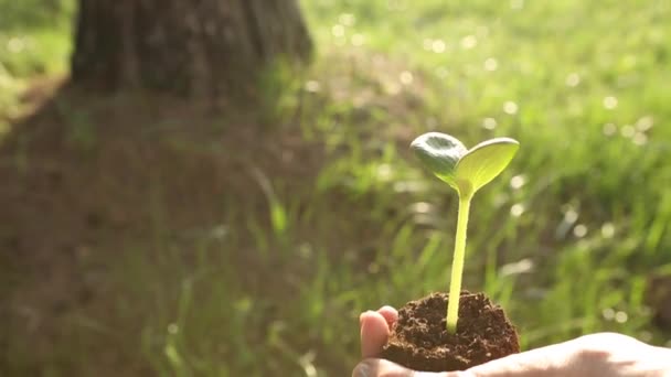 Young Green Sprout Hands Girl Green Background Sprouting Lump Soil — Stock Video