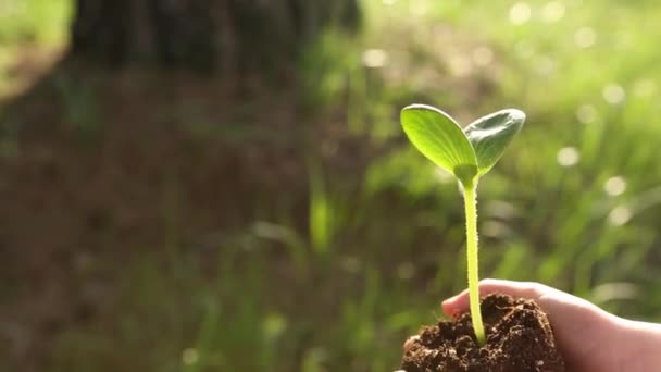 Młody Zielony Kiełek Rękach Dziewczyny Zielonym Tle Sprouting Bryłą Gleby — Wideo stockowe