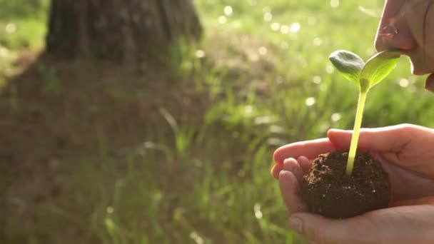 Young Green Sprout Hands Woman Sniffs Kisses Green Sprout Golden — Stock Video