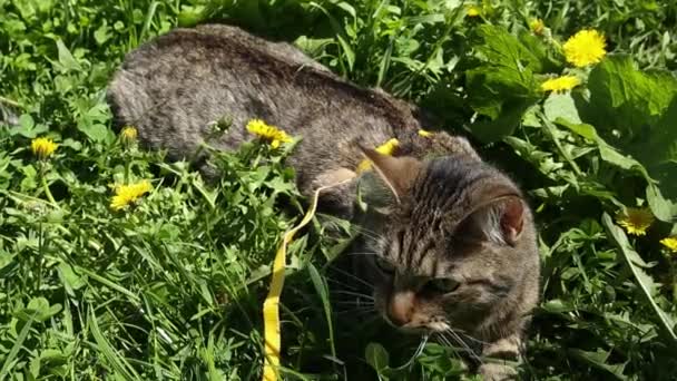 Caminar Gato Doméstico Con Arnés Amarillo Gato Tabby Tiene Miedo — Vídeos de Stock