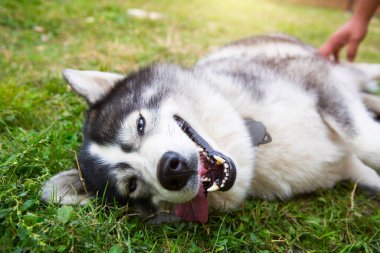 Husky köpeği ağzı açık, ağzı açık ve gülümseyen bir şekilde çimlerin üzerinde uzanıyor. Mutlu ve memnun bir hayvan, hayvan sağlığı, veteriner tıbbı. Köpek eğitimi, ev sahibiyle oyunlar..