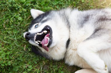 Husky köpeği ağzı açık, ağzı açık ve gülümseyen bir şekilde çimlerin üzerinde uzanıyor. Mutlu ve memnun bir hayvan, hayvan sağlığı, veteriner tıbbı. Köpek eğitimi, ev sahibiyle oyunlar..