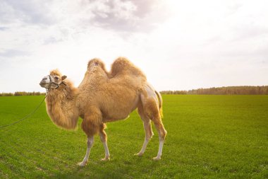 Çiftlikteki kırmızı bir deve, yeşil çimlerin üzerinde koşum takımı içinde dikeni çiğniyor. Hayvan biniciliği, hayvanat bahçesi, üreme, turistler ve çocuklar için eğlence.