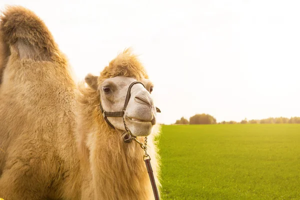 A red camel on a farm stands on the green grass in a harness and chews thorns. Animal riding, zoo, breeding, entertainment for tourists and children.