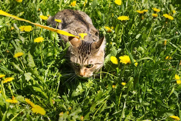Chodit Domácí Kočkou Žlutém Postroji Tlustá Kočka Bojí Venku Schovává — Stock fotografie