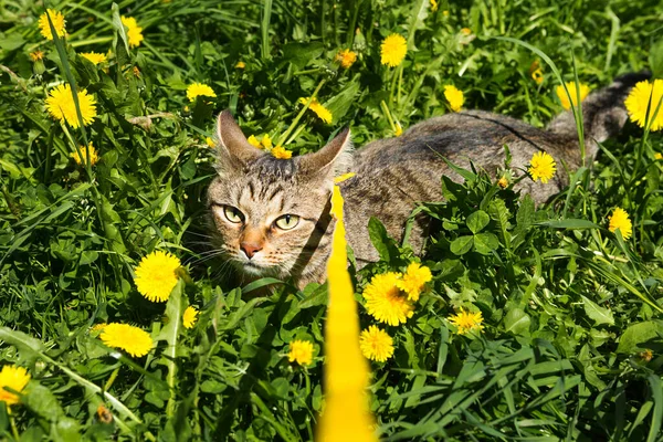 Lopen Met Een Huiskat Een Geel Harnas Kat Bang Voor — Stockfoto