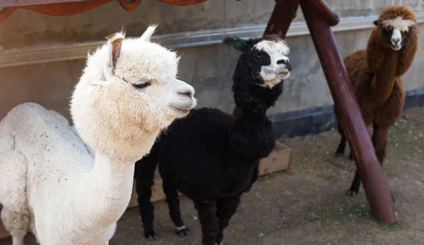 Des Lamas Alpagas Blancs Noirs Bruns Dans Enclos Une Ferme — Photo