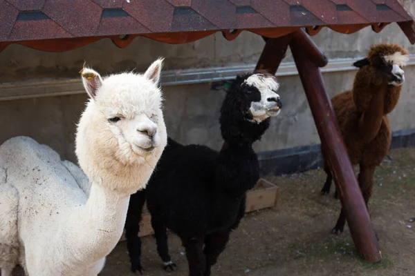 Des Lamas Alpagas Blancs Noirs Bruns Dans Enclos Une Ferme — Photo