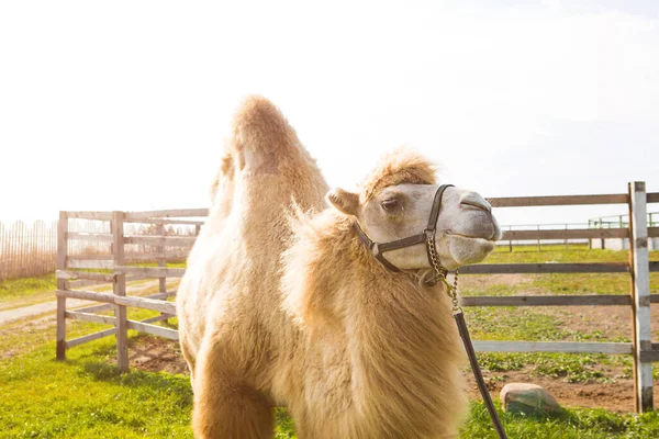 A red camel on a farm stands on the green grass in a harness and chews thorns. Animal riding, zoo, breeding, entertainment for tourists and children.