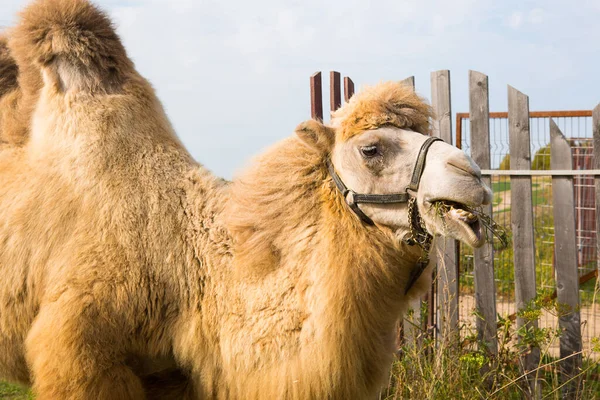 A red camel on a farm stands on the green grass in a harness and chews thorns. Animal riding, zoo, breeding, entertainment for tourists and children.