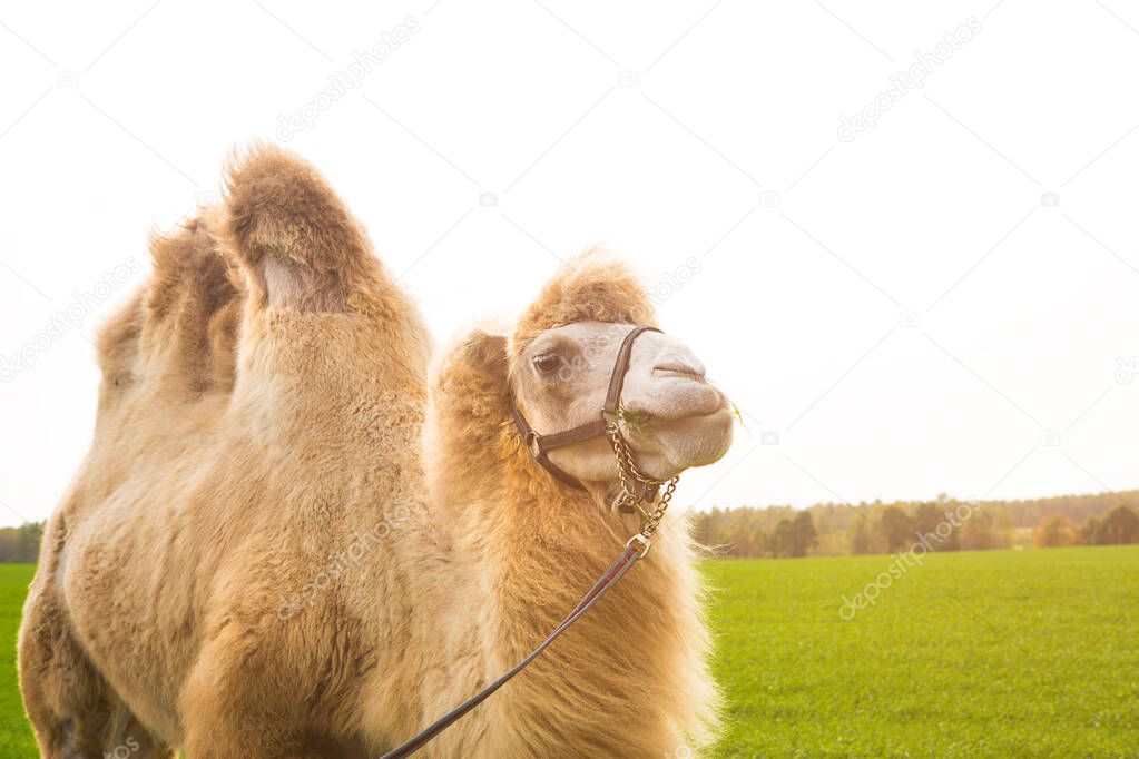A red camel on a farm stands on the green grass in a harness and chews thorns. Animal riding, zoo, breeding, entertainment for tourists and children.