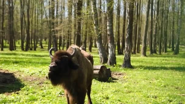 Bisonte Brucia Sull Erba Verde Della Riserva Specie Rischio Recupero — Video Stock