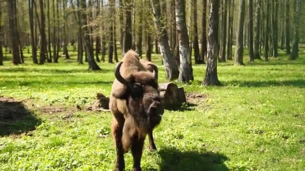 Bisonte Brucia Sull Erba Verde Della Riserva Specie Rischio Recupero — Video Stock