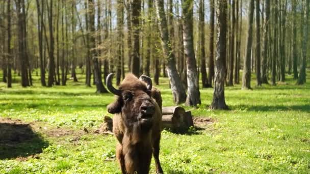 一头野牛在保护区的绿草上吃草 濒危物种 种群恢复 — 图库视频影像