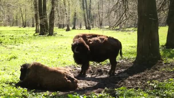 Bisonte Brucia Sull Erba Verde Della Riserva Specie Rischio Recupero — Video Stock