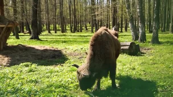 Żubr Wypasa Się Zielonej Trawie Rezerwacie Gatunki Zagrożone Odbudowa Populacji — Wideo stockowe