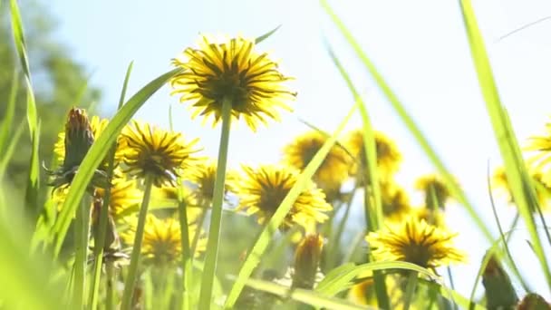 Los Dientes León Extienden Hacia Cielo Balancean Viento Fondo Verano — Vídeos de Stock