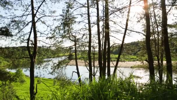 Bend Riverbed Glare Sun Panoramic Summer View River Trunks Pine — Stock Video