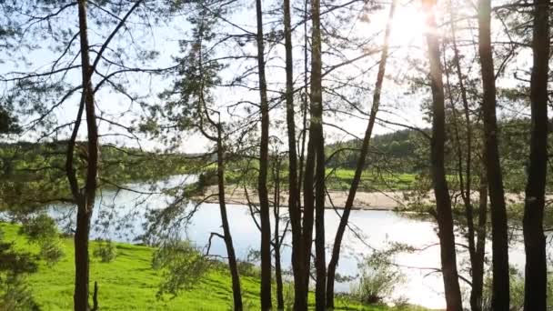 강바닥의 끝에는 태양의 소나무 줄기를 흐르는 강물의 파노라마같은 여름철 펼쳐져 — 비디오