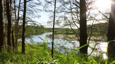 Nehir yatağının kıvrımlarında güneş parlıyor. Çam ağaçlarının gövdelerinden nehrin panoramik yaz manzarası. Ağaç dalları ve rüzgarda sallanan çimenler. Kamp, yürüyüş, eko-turizm, ekoloji