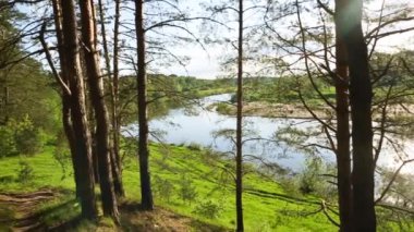 Nehir yatağının kıvrımlarında güneş parlıyor. Çam ağaçlarının gövdelerinden nehrin panoramik yaz manzarası. Ağaç dalları ve rüzgarda sallanan çimenler. Kamp, yürüyüş, eko-turizm, ekoloji
