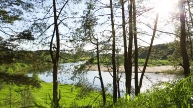Nehir yatağının kıvrımlarında güneş parlıyor. Çam ağaçlarının gövdelerinden nehrin panoramik yaz manzarası. Ağaç dalları ve rüzgarda sallanan çimenler. Kamp, yürüyüş, eko-turizm, ekoloji