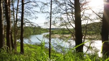 Nehir yatağının kıvrımlarında güneş parlıyor. Çam ağaçlarının gövdelerinden nehrin panoramik yaz manzarası. Ağaç dalları ve rüzgarda sallanan çimenler. Kamp, yürüyüş, eko-turizm, ekoloji