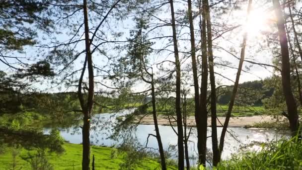 Bend Riverbed Glare Sun Panoramic Summer View River Trunks Pine — Stock Video