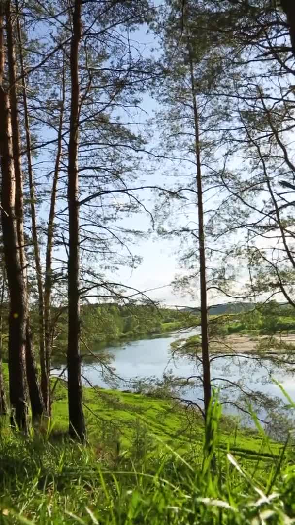 Nehir Yatağının Kıvrımları Güneşin Parlaklığıyla Nehrin Yaz Manzarası Çam Ağaçlarının — Stok video