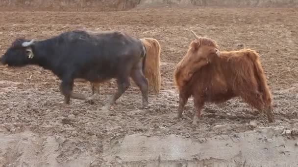 Skotská Kráva Farmě Směje Držení Dobytka Savce Zoo Kousání Hmyzích — Stock video