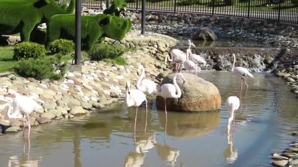 Flamants Roses Sont Debout Dans Rivière Dans Parc Zoo Observation — Video