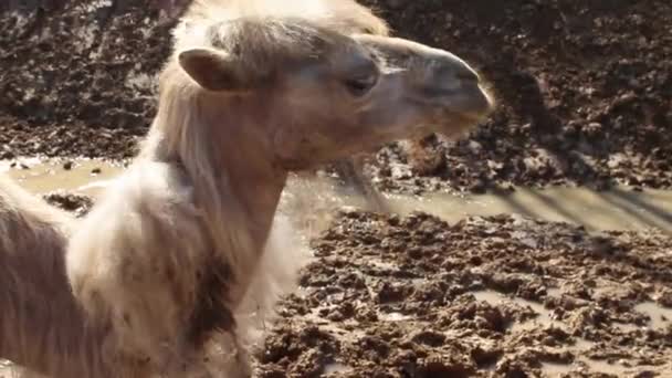 Camelo Numa Quinta Cabelo Comprido Acenar Cabeça Perto Zoológico Criando — Vídeo de Stock