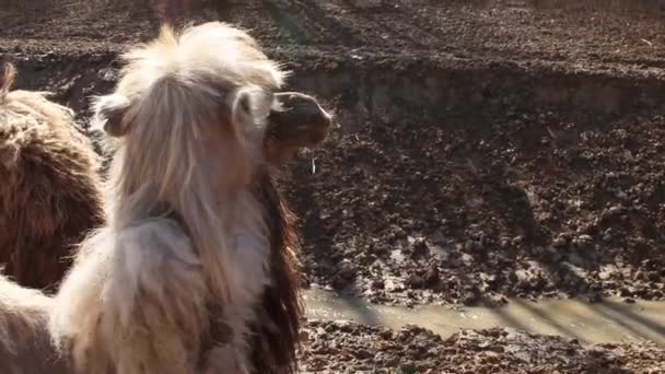 Två Kameler Kysser Varandra Gård Ett Par Förälskade Djur Alla — Stockvideo