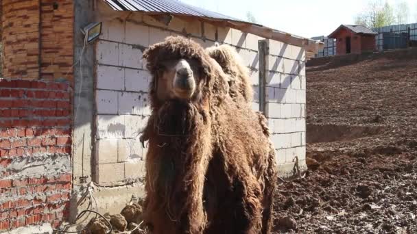 Kamel Gård Långt Hår Viftar Huvud Närbild Zoo Uppfostra Ett — Stockvideo