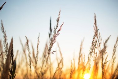 Pampa 'ların kuru çim panikleri batan güneşle birlikte turuncu gökyüzüne karşı. Doğa, dekoratif yaban kamışları, ekoloji. Yaz akşamı, kuru sonbahar otları.