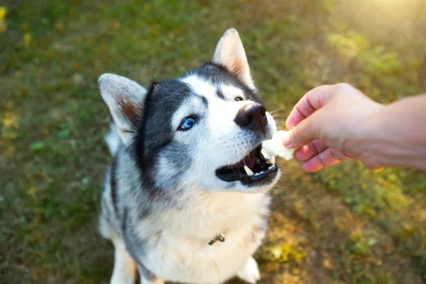 Husky Dog Obtiene Delicioso Por Ejecutar Comando Sit Entrenar Una —  Fotos de Stock