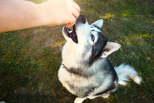 Husky Hond Krijgt Een Heerlijke Voor Het Uitvoeren Van Sit — Stockfoto