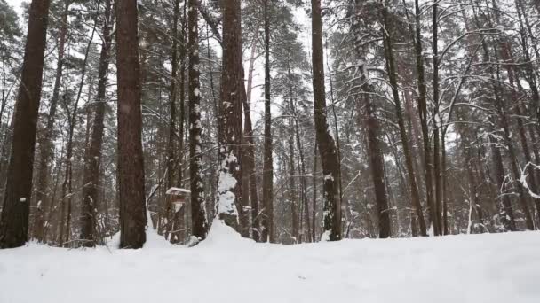 Große Schneeflocken Fallen Wald Zwischen Den Baumstämmen Winter Schneefall Frost — Stockvideo