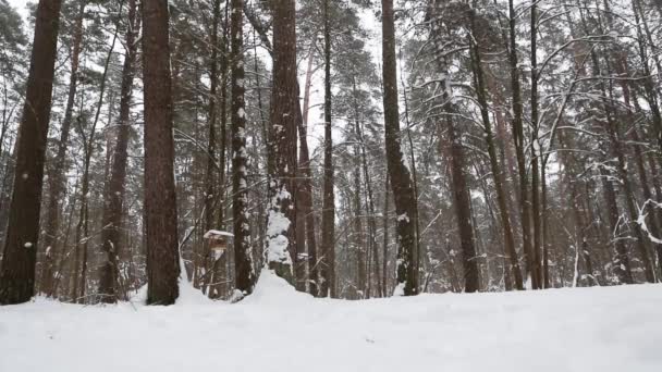 一位妇女在雪地里滑雪板上滑行 滑过雪地森林 冬季运动 保暖服装 滑雪服 防风防水膜 — 图库视频影像