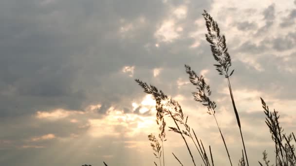 Dry Grass Panicles Pampas Orange Sky Setting Sun Swaying Wind — Stock Video