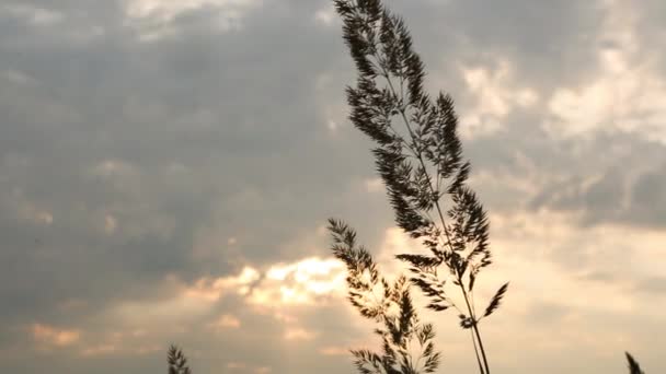 潘帕斯干枯的草冠在橙色的天空中 夕阳西下 迎风摇曳 装饰野生芦苇 秋天干草 — 图库视频影像