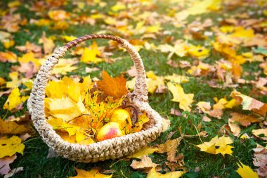 Sarı kuru akçaağaç yaprakları hasır bir sepette ve çimlerin üzerinde olgun elmalar - sonbahar havası. Hasat festivali. Uzayı kopyala Yapraktan yapılmış halı.