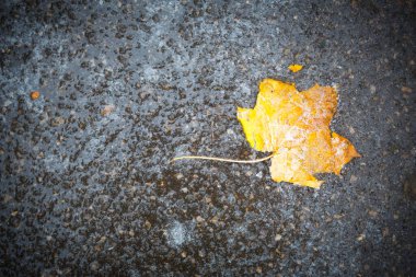Sarı kuru bir akçaağaç yaprağı asfalttaki buzun içinde dondu. İlk sonbahar donmaları, Ekim, Kasım. Yaprak buzda donmuş, yakın plan.