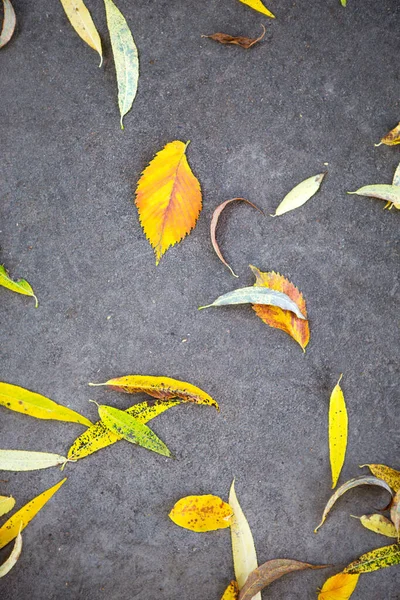 Folhas Caídas Secas Amarelas Asfalto Fundo Outono Padrão Natural — Fotografia de Stock