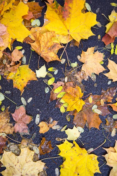 Folhas Caídas Secas Amarelas Asfalto Fundo Outono Padrão Natural — Fotografia de Stock