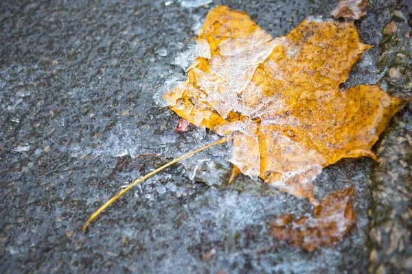 Uma Folha Bordo Caída Seca Amarela Congelou Gelo Asfalto Primeiras — Fotografia de Stock