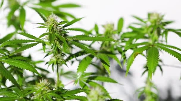Arbusto Cannabis Luz Brilhante Com Fundo Branco Com Uma Sombra — Vídeo de Stock