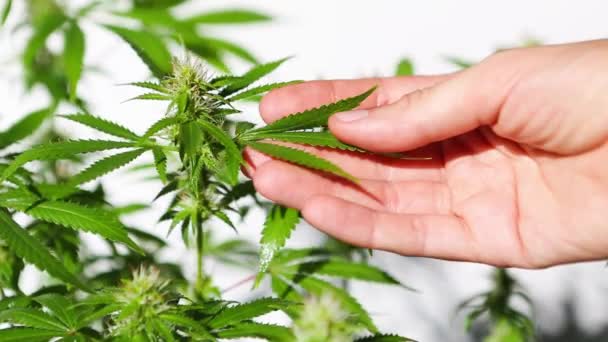 Mão Toca Cuidadosamente Arbusto Cannabis Luz Brilhante Com Fundo Branco — Vídeo de Stock